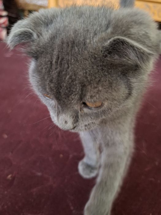 Продаётся котёнок Scottish Fold
Очень милый и умный котёнок Sco