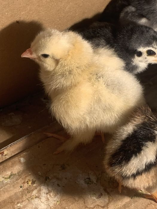 Брама жожа сотилади кони тоза олганга келишамиз