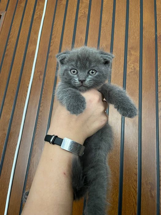 Продаются котята