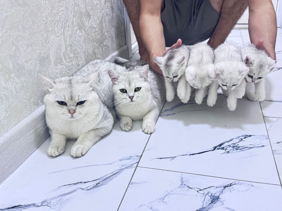 Britanskiy serebristiy shinshilla 2 oyli o’g’il qiz