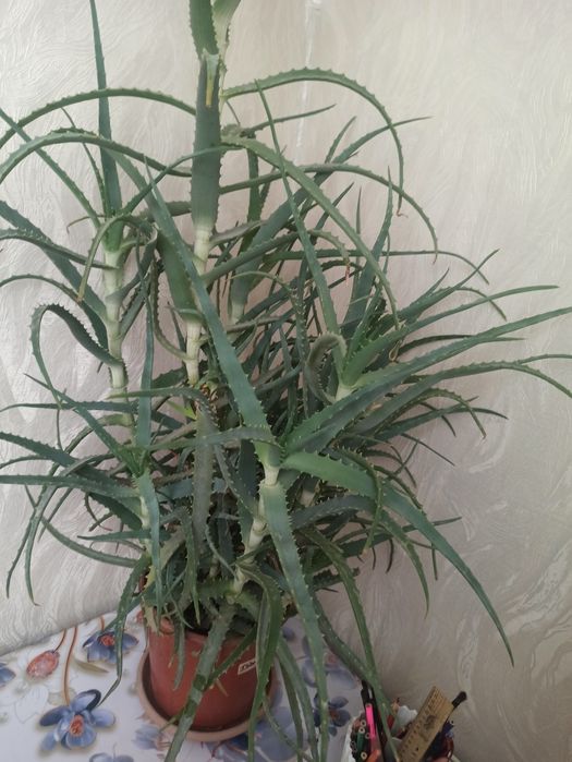 Продам  трехлетней алоэ