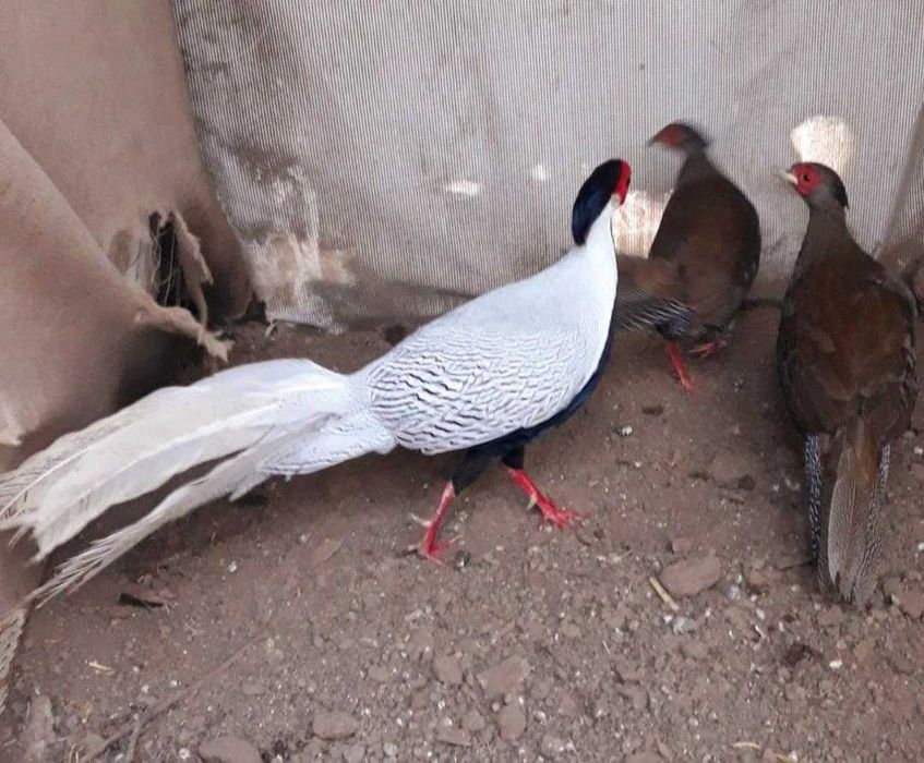 Vand oua incubatie fazani argintiu