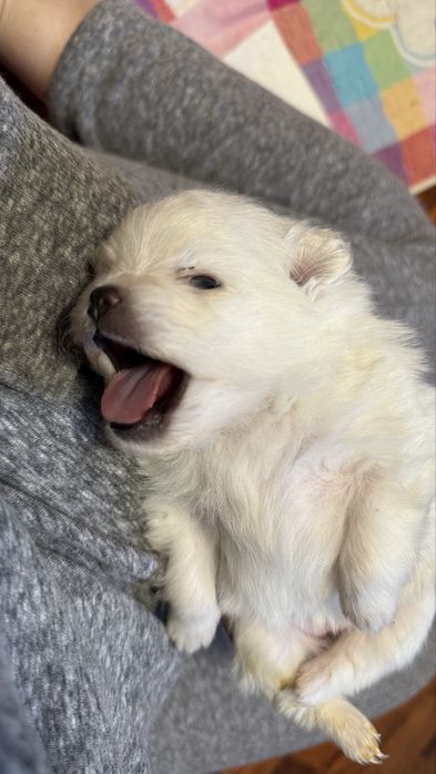 Шпиц девочка Алматы