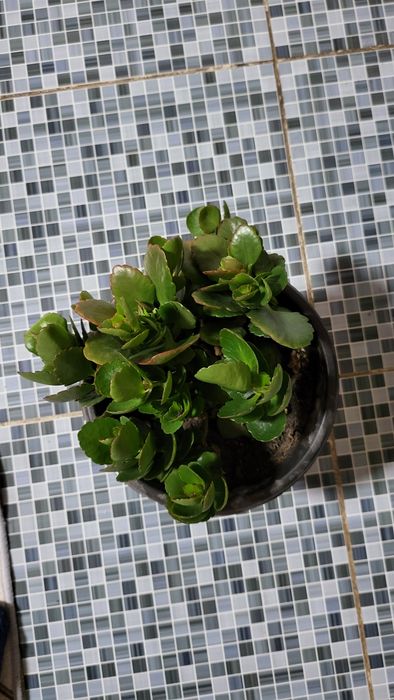 Продам комнатные цветы