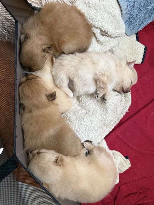 Pomeranian de vanzare
