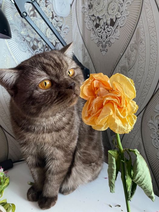 Отдам в хорошие руки
