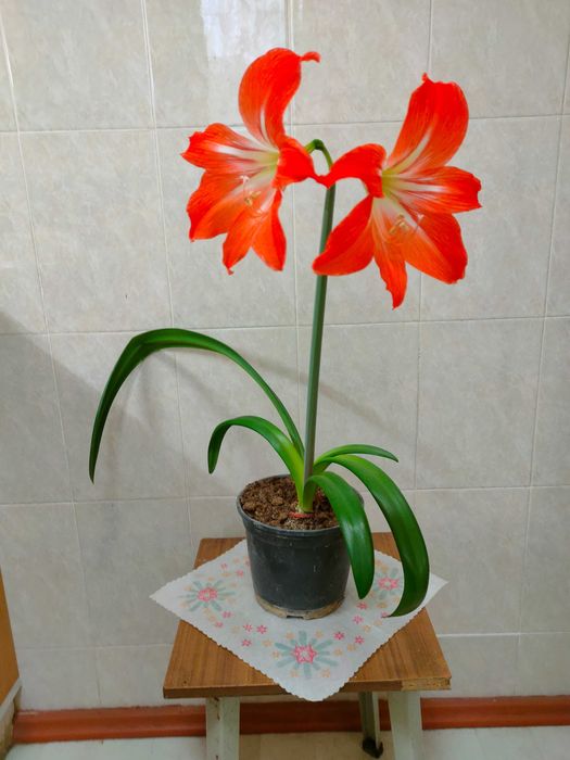 комнатный многолетний цветок гиппеаструм