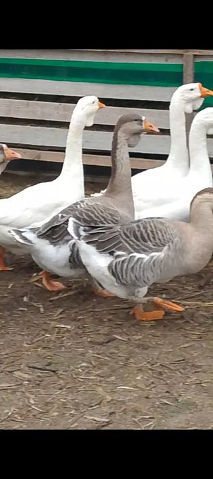 Gâște metis holmogor