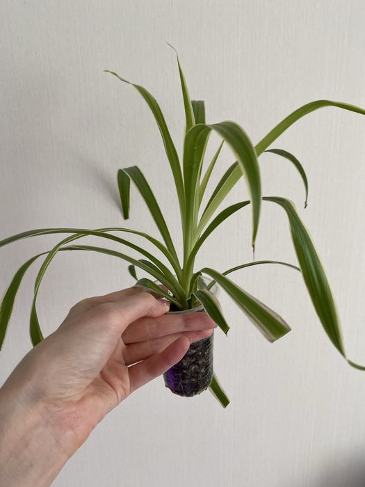 Хлорофитум Хлорофитум