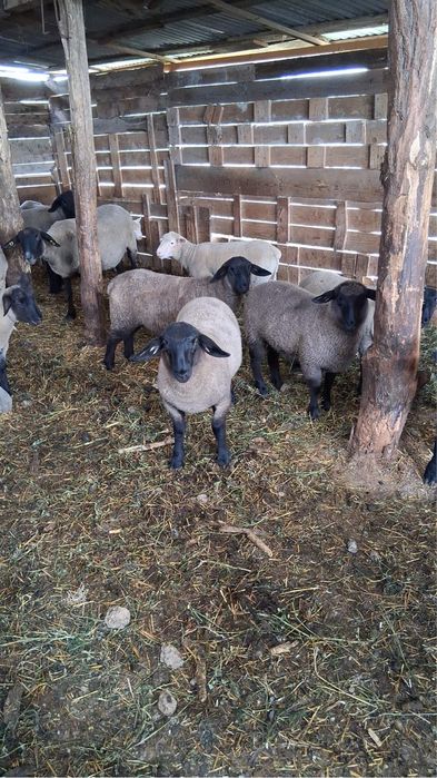 Vand oi rasa suffolk
