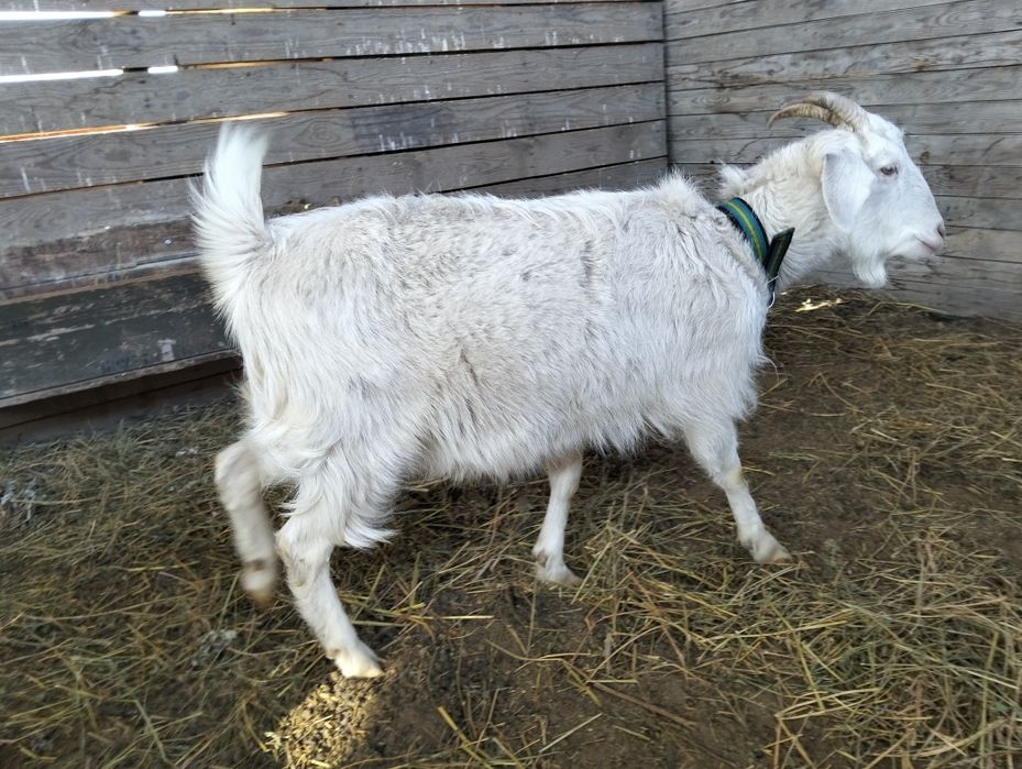 Продам козу зааненскую