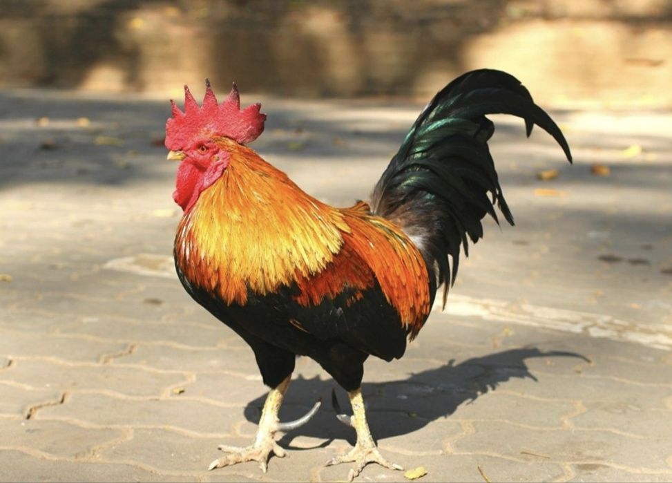 Xoʻroz sotiladi narxi 150 ming