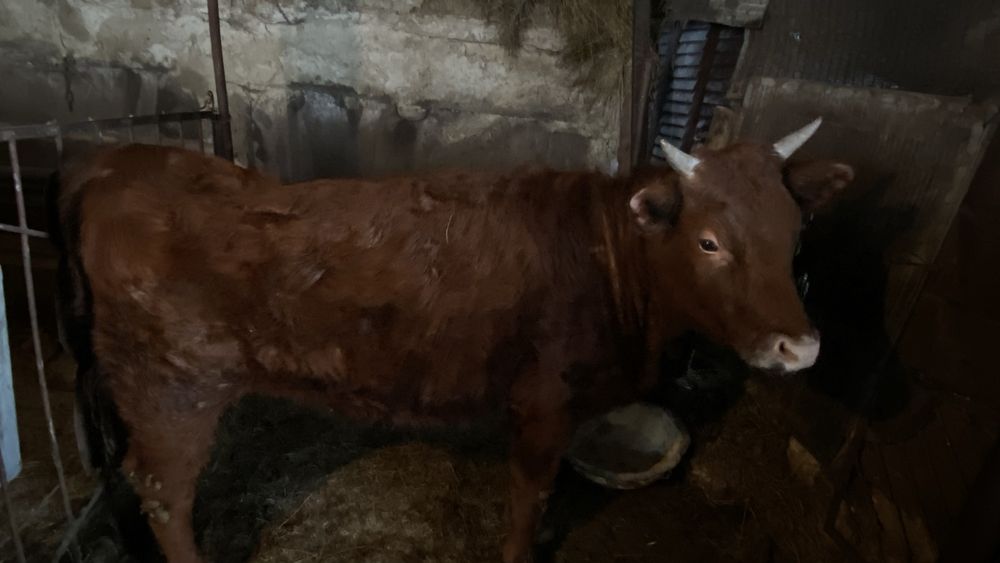 Қарабұлақ ауылында тұр