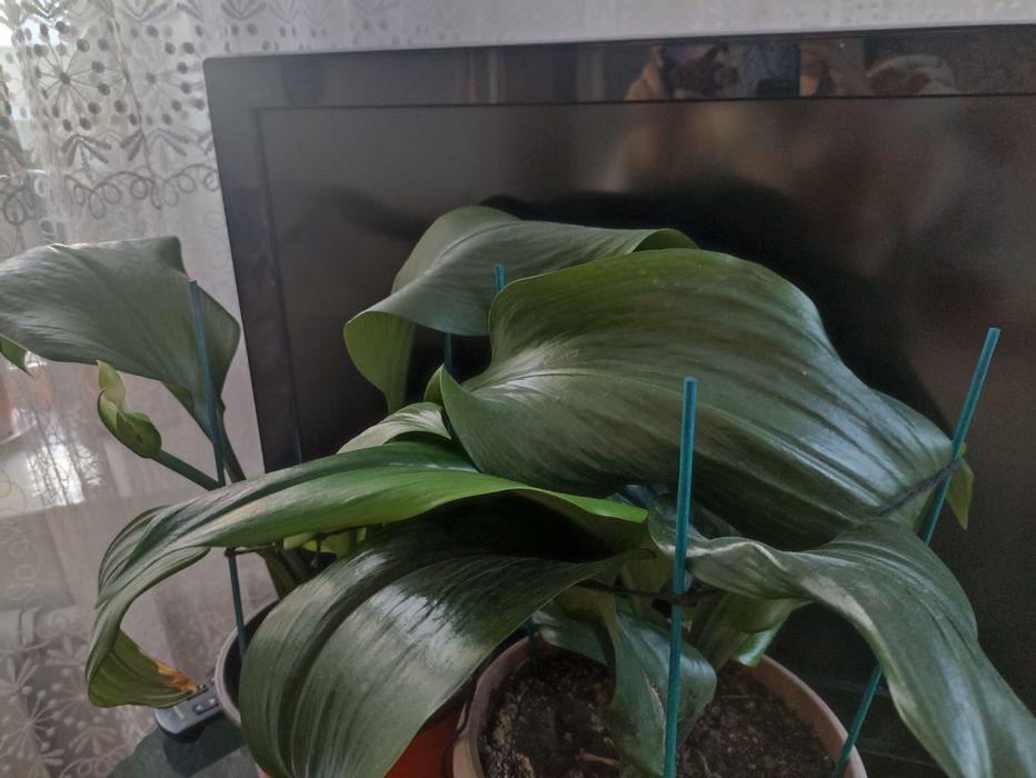 Амазонка лилия ко