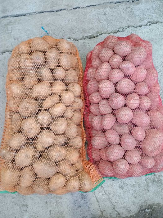 De vânzare cartofi consum Carera sí Bellaroza