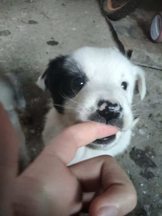 Отдам щенка в добрые руки