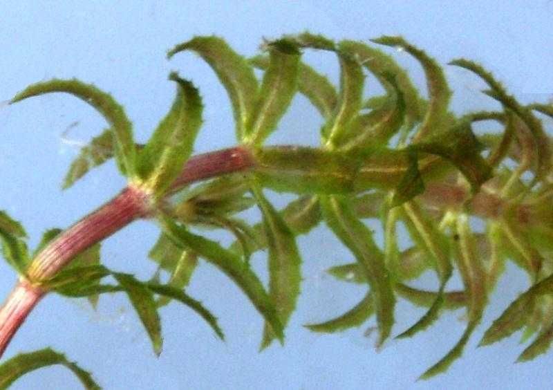 Hydrilla verticillata leaf перевод. Гидрилла мутовчатая. Гидрилла растение. Гидрилла мутовчатая лист. Hydrilla verticillata Leaf.