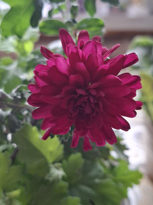 Продам хризантему