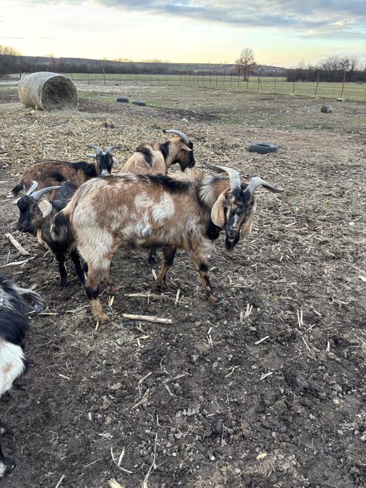 Vand țap Anglo Nubian si Alpin Francez