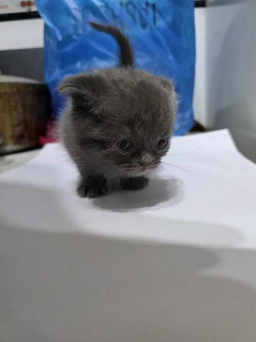 Котята Scottish Fold + British Chinchilla