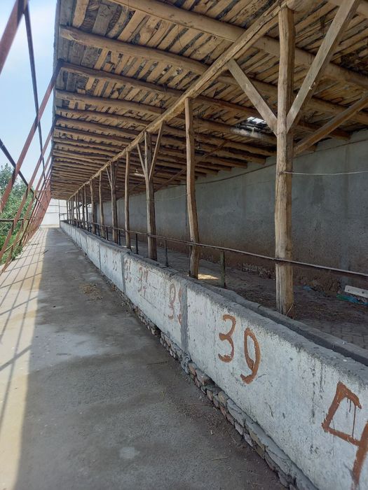 Tayyor molhona sotiladi