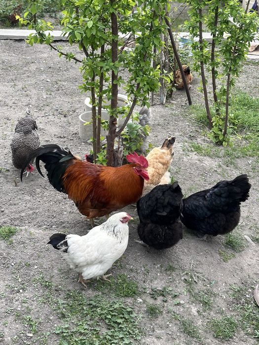 продам жороших  кур