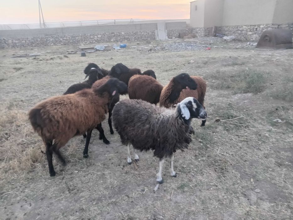 7 ta sog'lom qo'ylar sotiladi