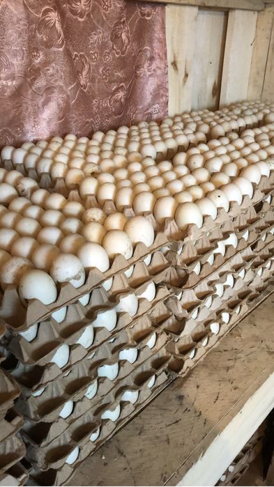 Продам инкубационное яйцо утиное