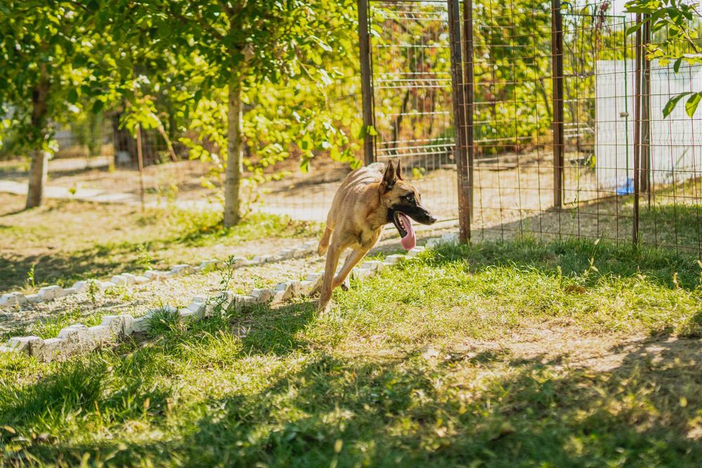 pensiune canina pentru vacanta
