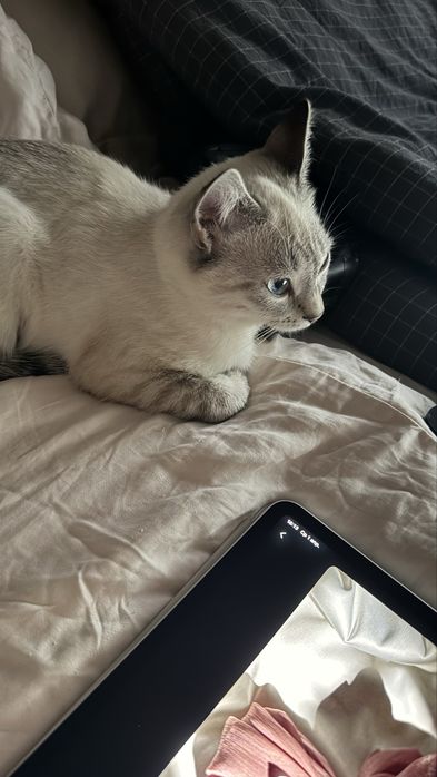 Отдам котенка с приданным