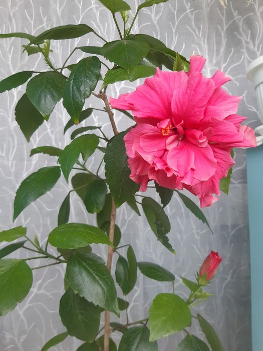 Китайски рози и други цветя