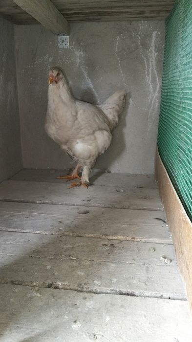 Қазақы брама аралас 
4тауы