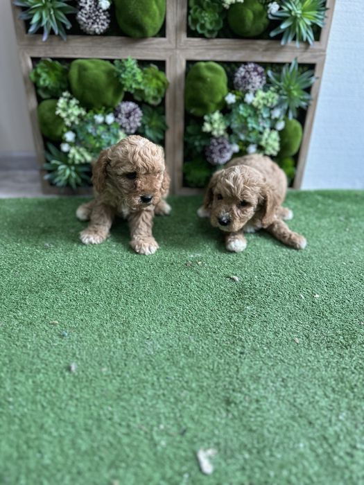 Пудел - Той.