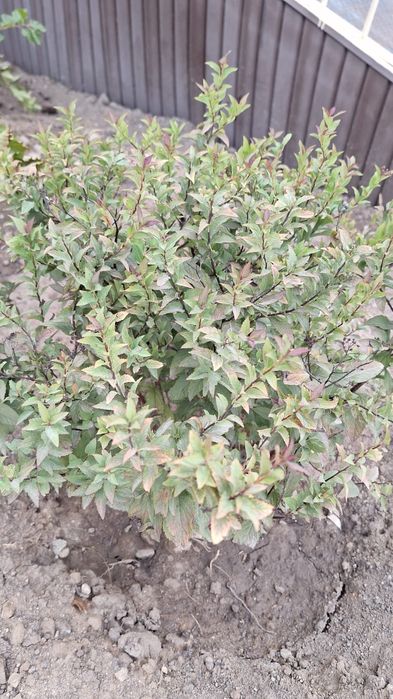 Кустарники всех видов