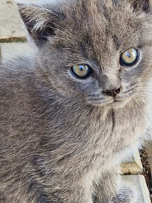 British shorthair