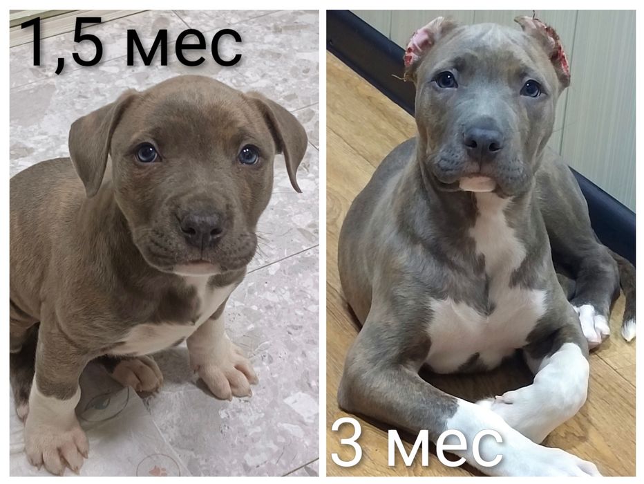 Продается чистокровный питбуль