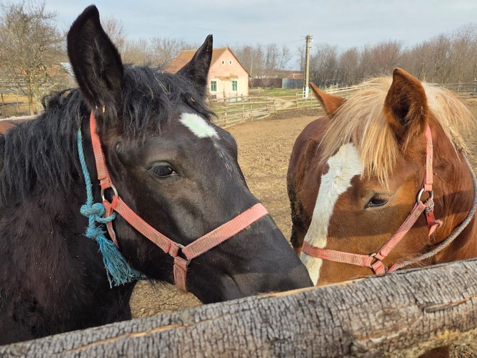Vând manji tineri de 8 luni