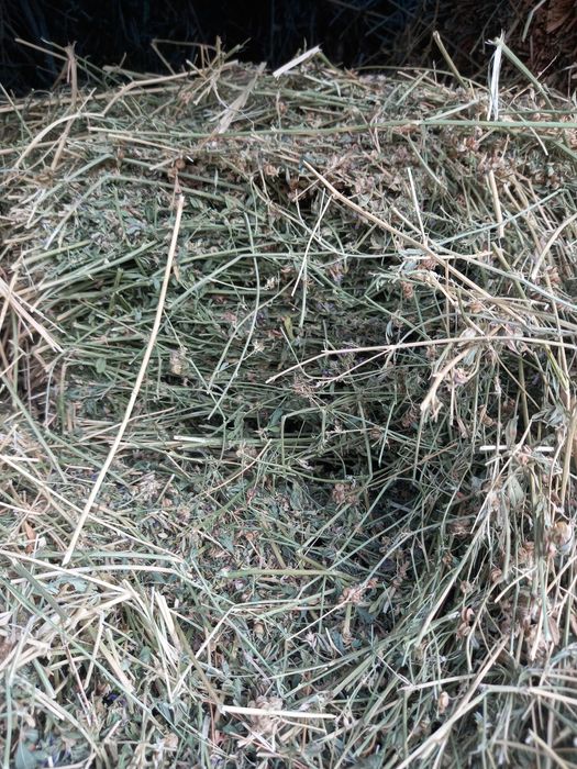 Жоңышқа сатылады