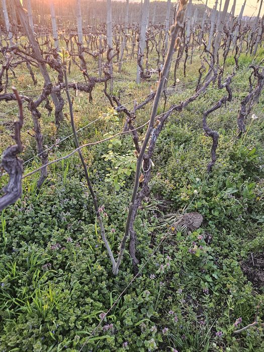 Puieti de nuca 3 ani