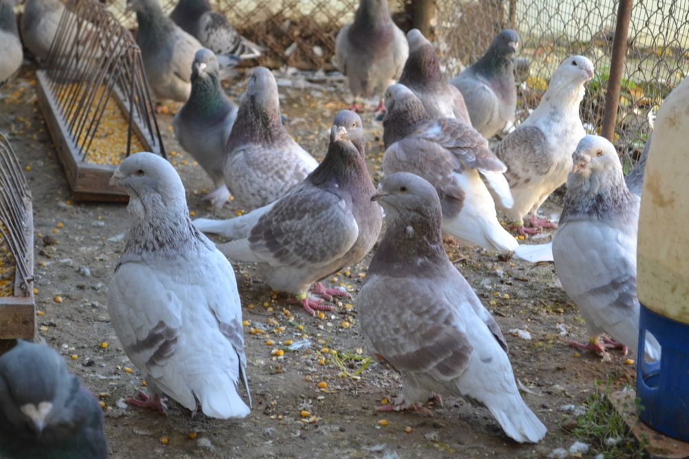 Porumbei Voiajori Standard