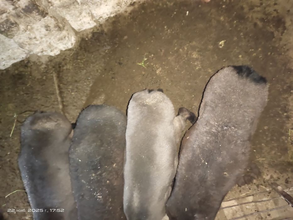 Куйлар супер нархда.