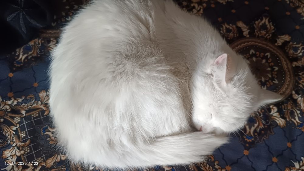 Zotdor mushukchalar SOTILADI