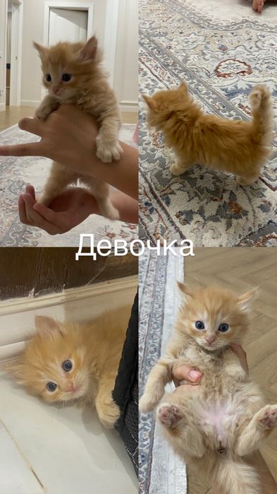 Отдаем котят в добрые, ответсвенные руки!!