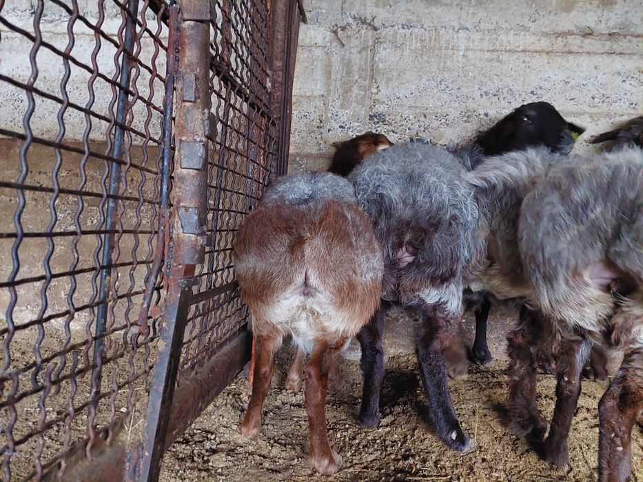 Семыз саулык кой