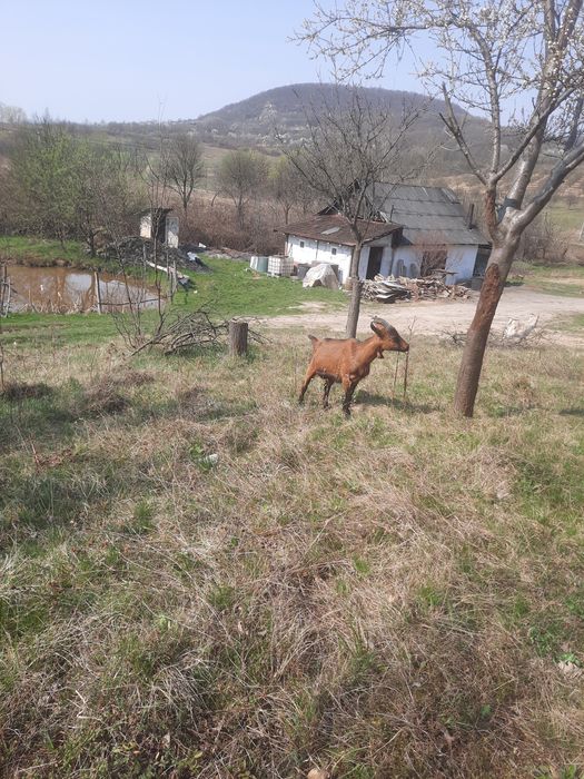 vând ieadă de un an afata