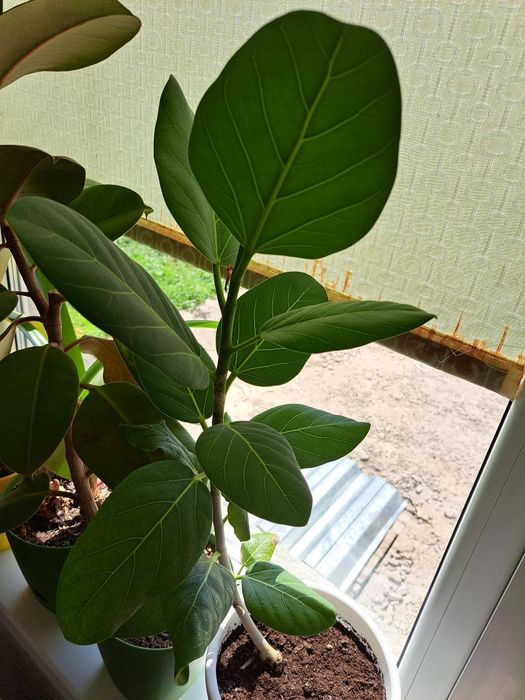 Цветы комнатные разные