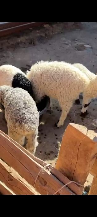 Оттыққан Қозылар