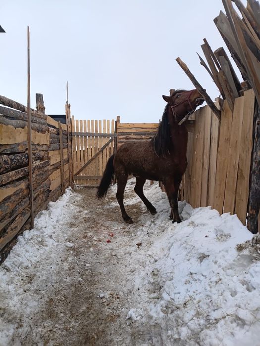 Продаю/Сатылады срочно 2айгыр