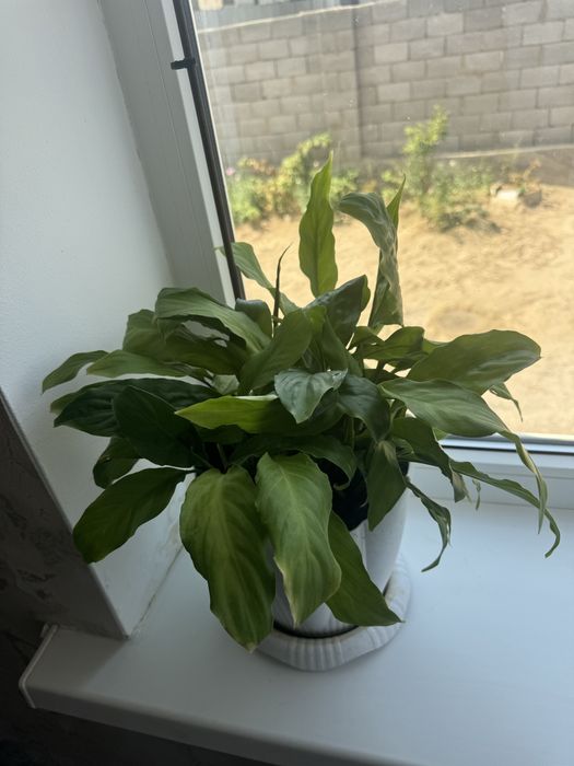 Комнатные растения