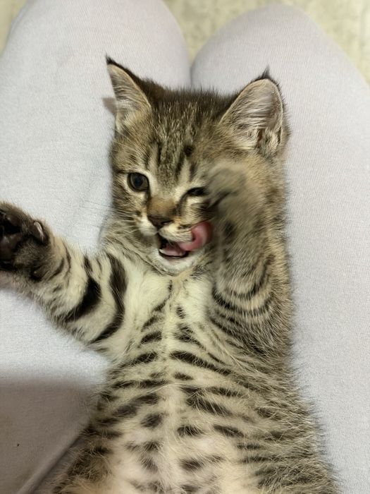 Котенок кошка скоттиш фолд